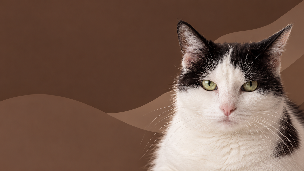 Katt